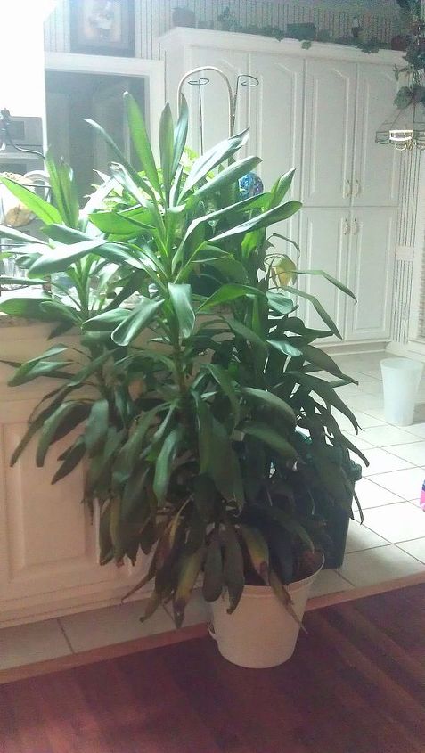 plantas de casa rebeldes e indisciplinadas como fao para control los, Acho que isso algum tipo de Dracaena