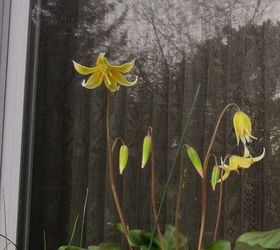my spring garden, flowers, gardening, outdoor living, succulents, Unsure but I think they are Trout Lilies