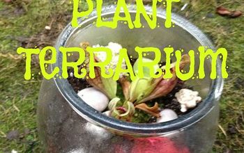 DIY Carnivorous Plant Terrarium