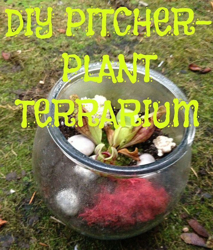 diy carnivorous plant terrarium, gardening, terrarium