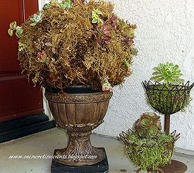 topiary succulent topiary 10 months later, flowers, gardening, succulents, Before
