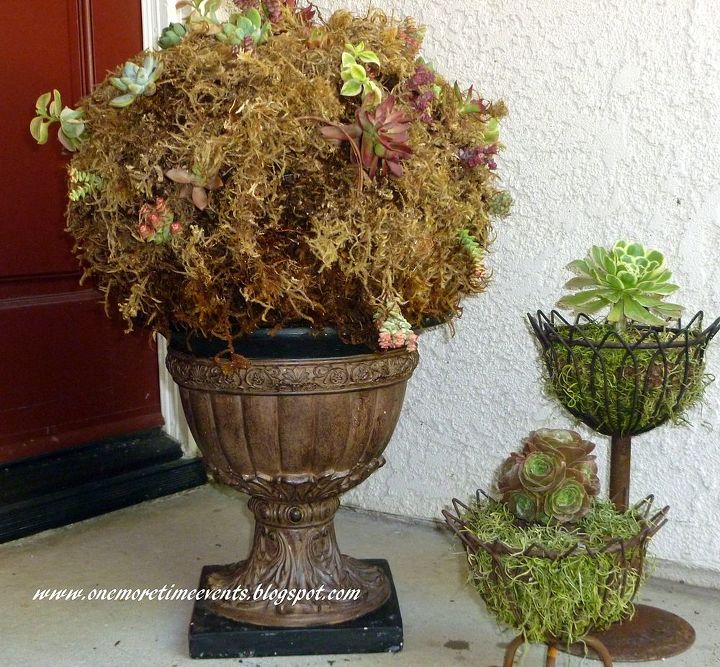 topiary succulent topiary 10 months later, flowers, gardening, succulents, Before