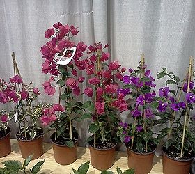 ggia wintergreen tradeshow, gardening, I love the purple