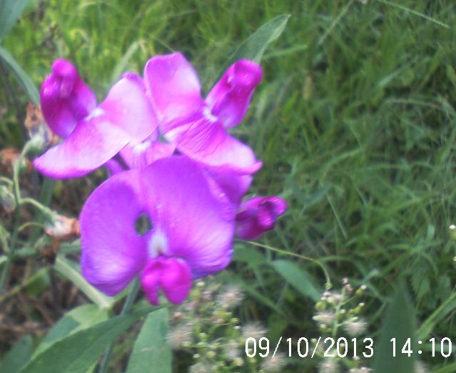 still have some pretty flowers in bloom and veggies in our garden, flowers, gardening, Sweetpea