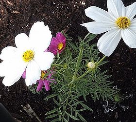thinking about your spring flower beds cosmos are a great choice, flowers, gardening, sun Love the