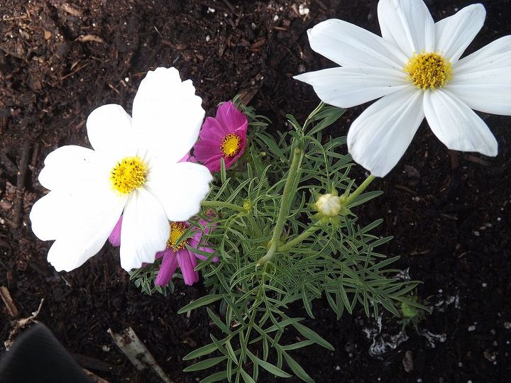 thinking about your spring flower beds cosmos are a great choice, flowers, gardening, sun Love the