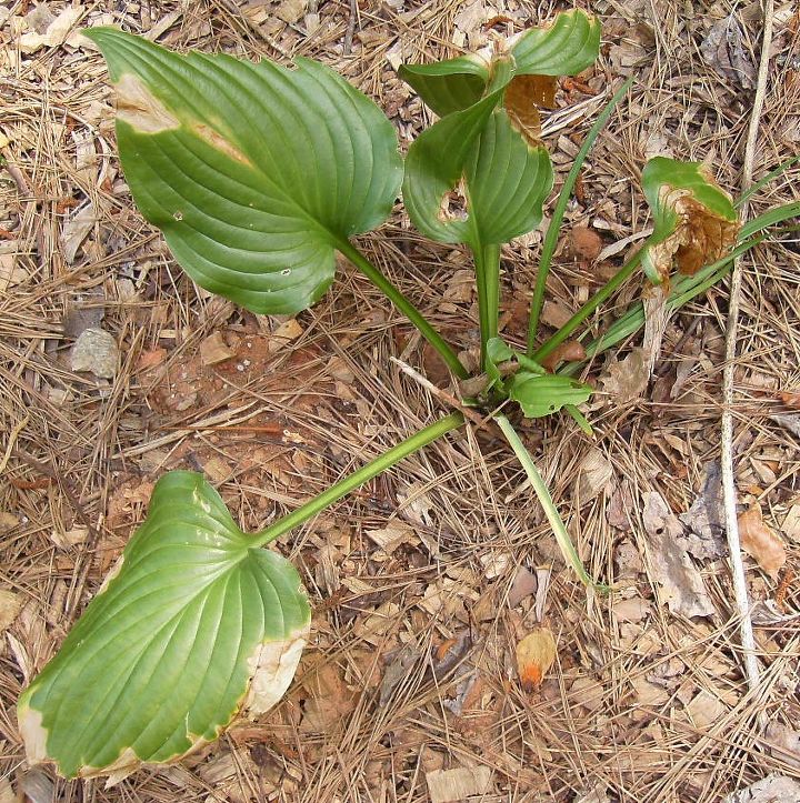 q what s happening to my hostas some are perfect but those are ones that have been, gardening