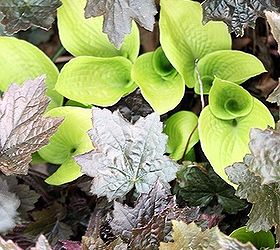 q what s your favorite plant combination calling all plant lovers anyone interested, gardening, Purple Palace coral Bells with chartreuse hosta
