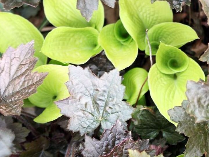 q what s your favorite plant combination calling all plant lovers anyone interested, gardening, Purple Palace coral Bells with chartreuse hosta