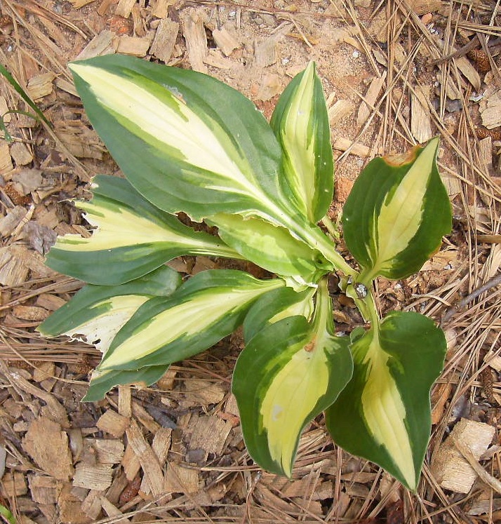 q what s happening to my hostas some are perfect but those are ones that have been, gardening