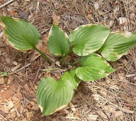 q what s happening to my hostas some are perfect but those are ones that have been, gardening