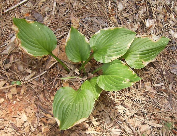 q what s happening to my hostas some are perfect but those are ones that have been, gardening