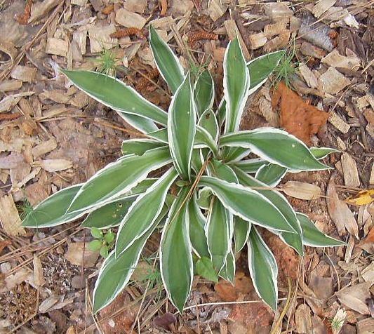 q what s happening to my hostas some are perfect but those are ones that have been, gardening