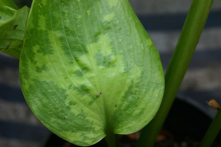 hosta virus x is an incurable disease of hosta it was originally though to be an, gardening