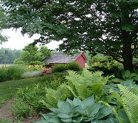 mini gardens under white oak trees, flowers, gardening, outdoor living, A lovely shade garden under the shade of trees filled with hostas and ferns