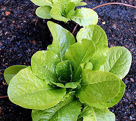 5 things i ve learned about gardening, flowers, gardening, outdoor living, perennial, My favorite lettuce to grow Romaine Just planted several rows and they ve already popped up