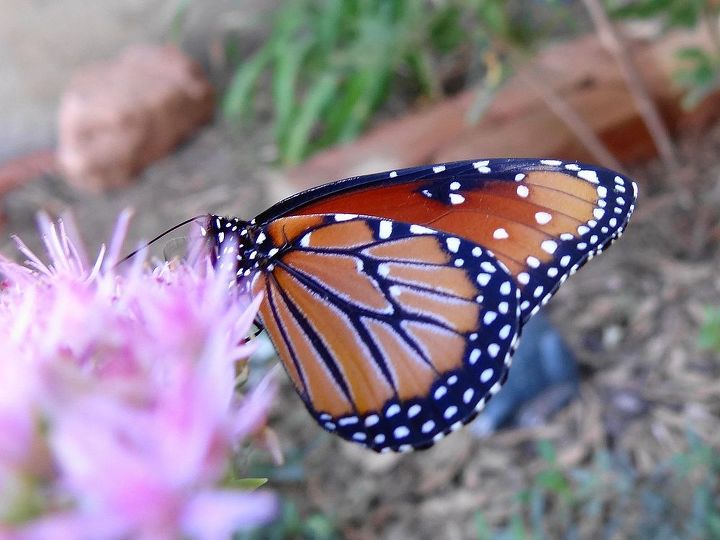 butterflies love sedum, gardening