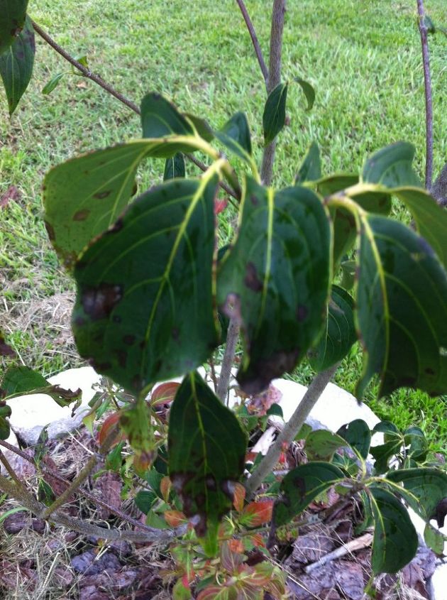 what s wrong with my dogwood, gardening