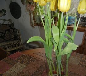 q how to prepare tulip bowls for next spring s bloom, gardening