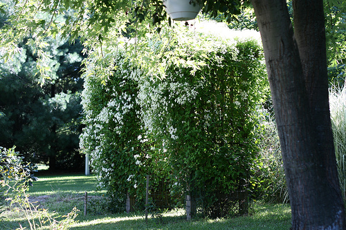 dicas de um especialista para construir uma trelia em seu jardim, Um conjunto de treli as pode formar um belo arco Foto Steven Butler Flickr
