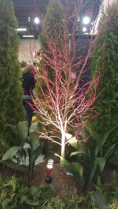 pics from 2013 southeastern flower show in atlanta, flowers, gardening, This was a cool tree with red bark This one was in the booth Southern Trillium did