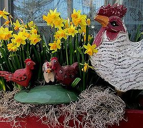 spring is busting out all over, container gardening, flowers, gardening, Rooster and flock