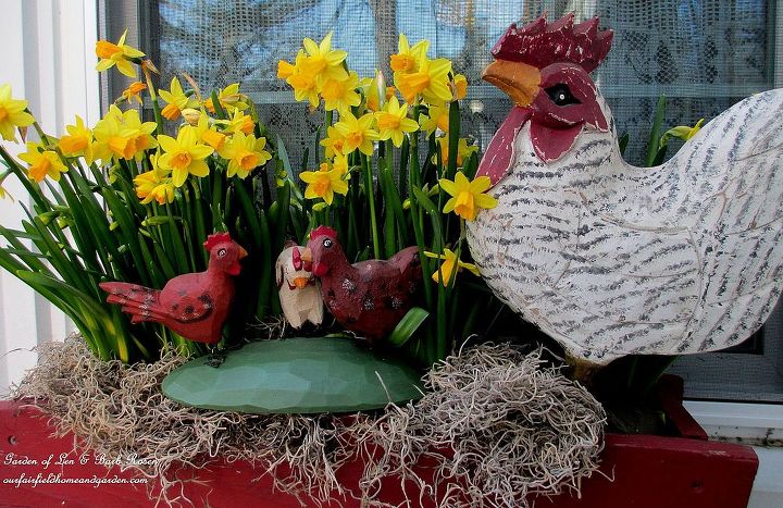 spring is busting out all over, container gardening, flowers, gardening, Rooster and flock
