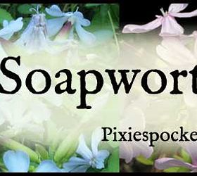 soapwort lovely in the garden green clean in your home, flowers, gardening, hibiscus