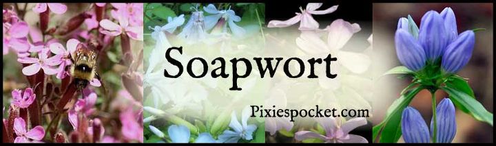 soapwort lovely in the garden green clean in your home, flowers, gardening, hibiscus
