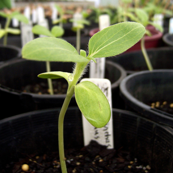 start flower seeds indoors and get a head start on gorgeous, flowers, gardening, perennials, Sunflower Sprout