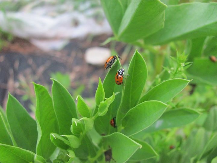 natural pest control using ladybugs, gardening, go green, homesteading, pest control