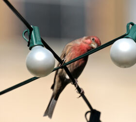 part 2 back story of tllg s rain or shine feeders, outdoor living, pets animals, urban living, Male house finch takes a snooze from atop the string lights over my garden Perhaps he had an is that all there is moment upon seeing the display This image was featured in a post on Blogger