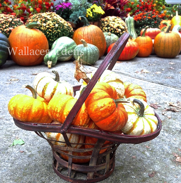 pumpkins on porches pumpkinideas gardenchat, container gardening, gardening, seasonal holiday d cor, I also love the colors on these Carnival Pumpkins PumpkinIdeas