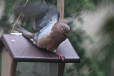 part 5 back story of tllg s rain or shine feeders, outdoor living, pets animals, urban living, MOURNING DOVE WANTS TO BE LIKE HIS PAL THE HOUSE FINCH CLIMBS UP ON THE ROOF VIEW 2 BUT FORGETS IT S SLIPPERY INFO ON MOURNING DOVES