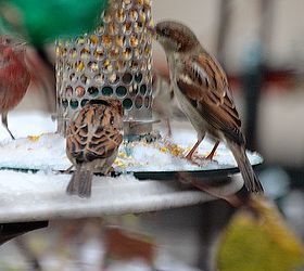 urban garden winterizing update, container gardening, diy, flowers, gardening, perennial, seasonal holiday decor, urban living, Winter Season 2012 13 A couple of sparrows brek bread with my house finch at a picnic in my garden INFO