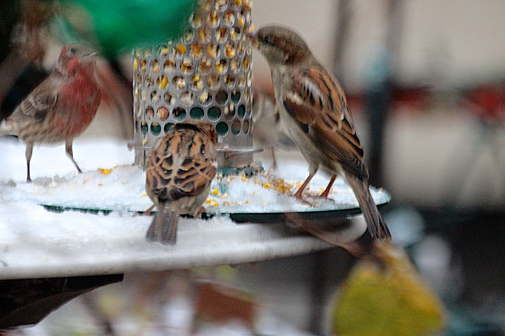 urban garden winterizing update, container gardening, diy, flowers, gardening, perennial, seasonal holiday decor, urban living, Winter Season 2012 13 A couple of sparrows brek bread with my house finch at a picnic in my garden INFO