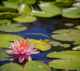 the three essentials for knock out water lilies, gardening, ponds water features