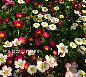 organic edible flowers, flowers, gardening, English Daisy Bellis perennis