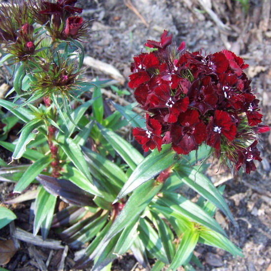 sweet william easy to grow and long lasting flowering plant, flowers, gardening