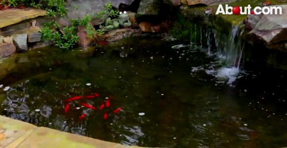 video how to install a waterfall pond in your yard, outdoor living, ponds water features
