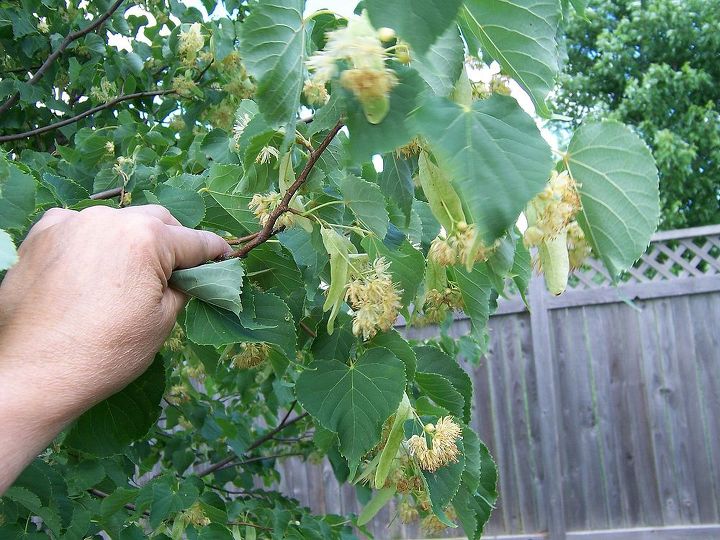 q is this a catalpa tree, gardening