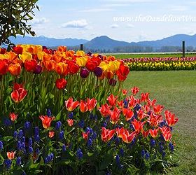 skagit valley tulip festival 2013 the flowers of roozengaarde, flowers, gardening