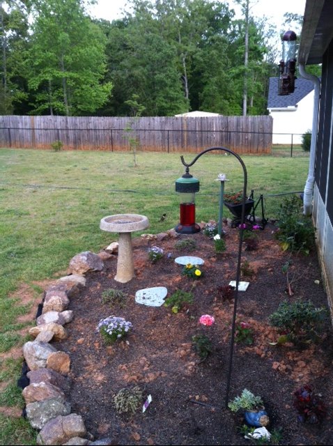my garrden 2013 edition, flowers, gardening, I was able to catch a Hummingbird flying in for a little nourishment