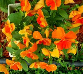 more amazing summer time flowers, flowers, gardening, Pansies carrying on