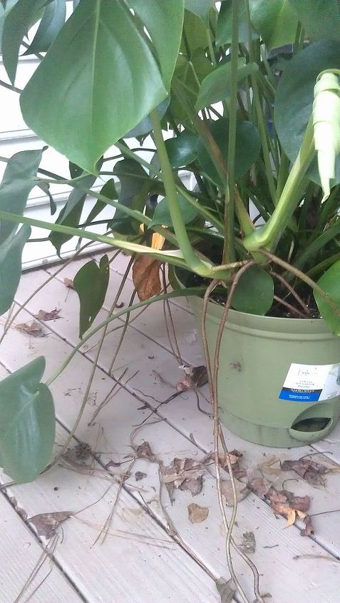 split leaf philodendron in n georgia can it survive the winter