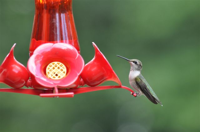 i m seeing more hummingbirds now than ever before they re migrating through and they, gardening, hummingbird at feeder