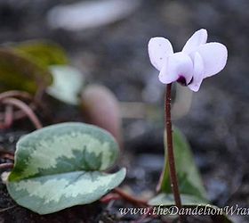 starlette s of the shade garden, flowers, gardening, White cyclamen prefer cool shade Although often sold as a houseplant this woodland perennial does nicely in the garden as well