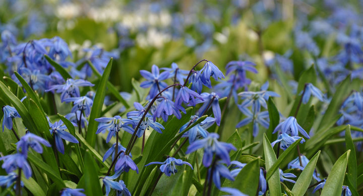 get an jumpstart on spring with small scale bulbs, flowers, gardening, Scilla planted in a drift