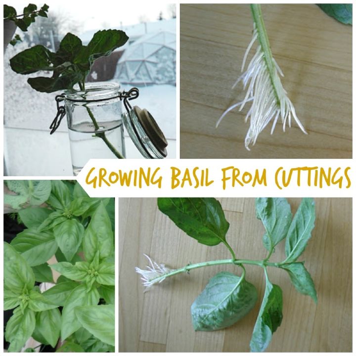 growing basil from cuttings, gardening