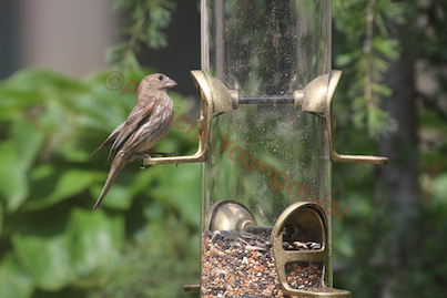 rain or shine bird feeders to perch or not may be the question, container gardening, gardening, outdoor living, pets animals, urban living, Female House Finch works on her tan when noshing at WBUSS Feeder Referred to as Photo Twenty Two in post